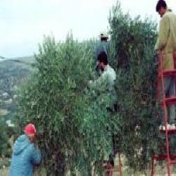 غزة.. مشتل لأشجار الزيتون يضم مليون شتلة