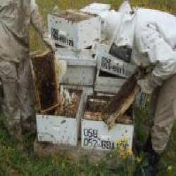 تربية النحل..مشروع تنموي  للقضاء على الفقر والبطالة