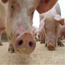 أهالي قرى جنين يناشدون لوقف سياسات الاحتلال في نشر الخنازير