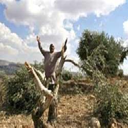 برامج زراعية لتعزيز صمود المزارع الفلسطيني في أرضه